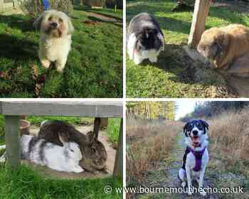 Adorable animals looking for a new home in Dorset