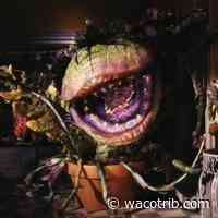 Waco-area news briefs: Hearts in the Arts to feature 'Little Shop of Horrors' - Waco Tribune-Herald