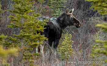 Two Bancroft area men fined heavily for illegal moose hunt - Belleville Intelligencer