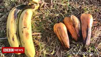 False banana: Is Ethiopia's enset 'wondercrop' for climate change?