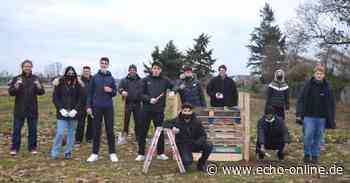 Ein Insektenhotel der Extraklasse in Griesheim - Echo Online