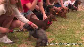TAMWORTH HARNESS RACING WITH A SAUSAGE DOG TWIST - NBN News