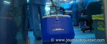 Le Pakistan fier de son pionnier des greffes de cœurs de porc sur des humains