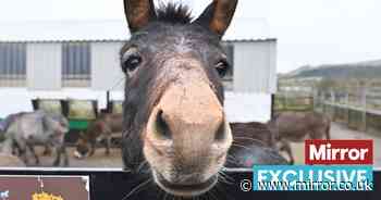 Herd of abandoned donkeys who faced a bleak winter given warm new shelter