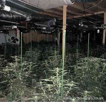 Basildon: Two quizzed over 'substantial cannabis farm' | Echo - Echo