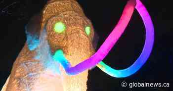 Ideas to get outdoors and enjoy Edmonton’s winter city activities