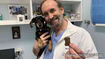 A Guide to Sensible Snacking For Pets