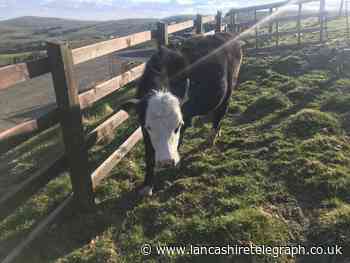 Rossendale: Investigation after cows stolen from Loveclough farm