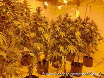 Blackburn: Cannabis farm with more than 100 plants uncovered