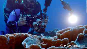 Stunning find discovered hiding in the ocean's 'twilight zone'