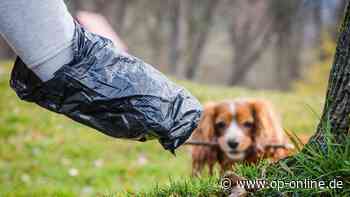 Hundekot wird immer mehr zum Problem auf den Feldern erlensee hunde hundehalter hundehaufen - op-online.de