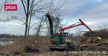 Heppenheim: Kritik an Rodung - Echo Online