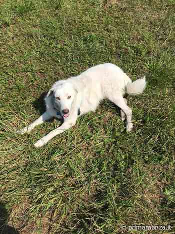 Mezzago si mobilita per rintracciare il suo... "Guaio" - Prima Monza