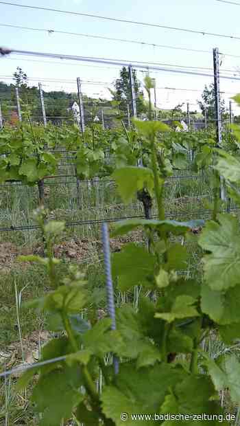 Weinbauverband steht zu Pflanzenschutz - Breisach - Badische Zeitung