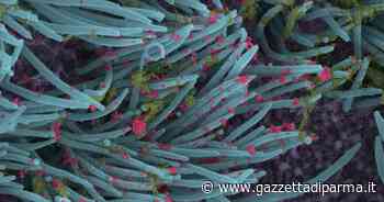 1.598 nuovi contagi a Parma nelle ultime 24 ore. Due decessi - Gazzetta di Parma