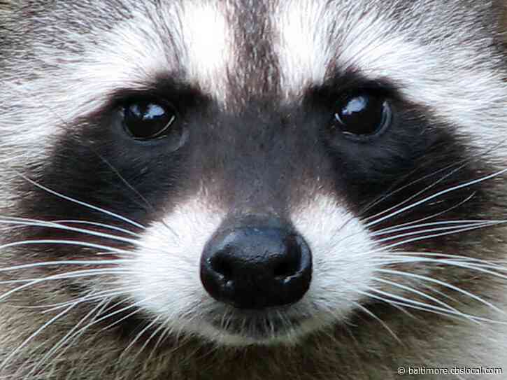 Rabid Raccoon Found In Severna Park Wednesday