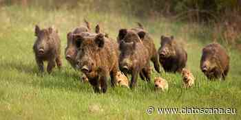 Peste suina. Cia Siena: "Urgente fare prevenzione diminuendo numero cinghiali, in pericolo filiera suinicola e cinta senese” - Cia Toscana