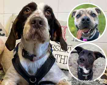 Three dogs at Brighton RSPCA looking for forever homes