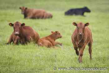 Canadian cattle producers desperate as feed shortage reaches crisis levels - Vanderhoof Omineca Express