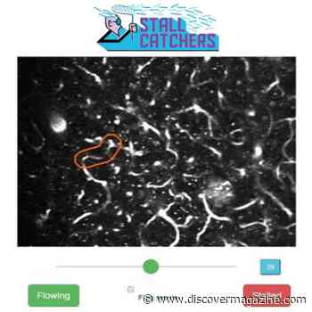 What's the Secret to a Great Citizen Science Project?