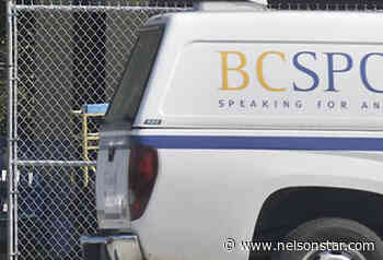 SPCA seizes 216 beef cattle from Vancouver Island property - Nelson Star