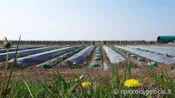 Grado adotta il marchio Deco per lanciare le specialità locali - Il Piccolo