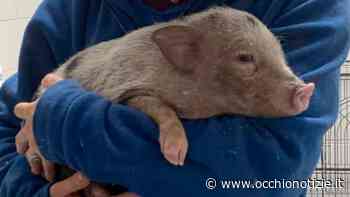 Lissone, maialino abbandonato in una scatola alla fermata del bus - L'Occhio