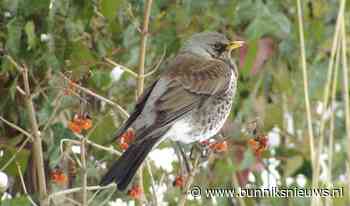 IVN wandeling langs het lint- en liniepad op 11 december - Bunniks Nieuws