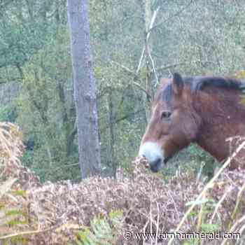National Trust Black Down and Hindhead photography winners announced - Farnham Herald