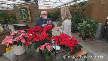 Grow with KARE: Year-round poinsettia care