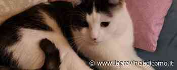 Erba: «Il mio gatto è stato avvelenato» L'allarme della proprietaria - La Provincia di Como