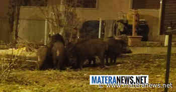 Matera: ancora cinghiali a spasso per la città! Li avete visti? - Matera News
