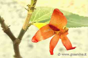 Diabete: l’erba che abbassa la glicemia e riduce lo zucchero nel sangue del 29% - greenMe.it