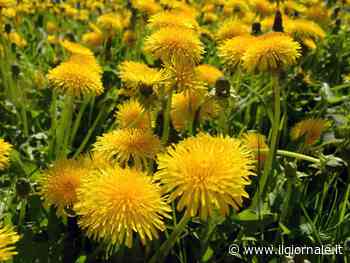 Tarassaco, l'erba alleata degli over 60: i benefici - il Giornale