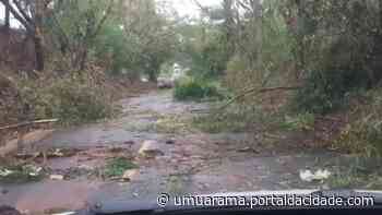 Vento forte derruba árvores na rodovia PR-082, entre distritos de Tapira; VÍDEOS - ® Portal da Cidade | Umuarama