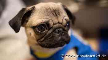 Hundewelpe vor Supermarkt in Neuötting zum Verkauf angeboten