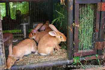 Erba medica nell'alimentazione dei conigli, un toccasana - OglioPoNews - OglioPoNews