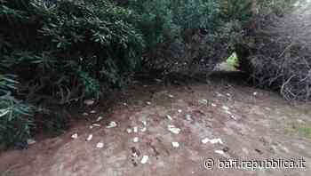 Bari, Pane e pomodoro scambiata per un bagno pubblico: la spiaggia meta degli sporcaccioni - La Repubblica