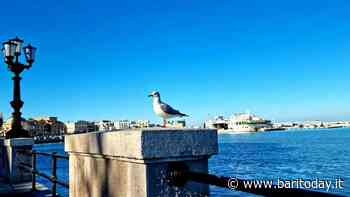 Weekend a Bari e provincia: gli eventi del 22 e 23 gennaio 2022 - BariToday