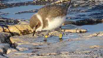 Bari, i fratini tornano vicino al mare. L'assessore Petruzzelli: "La prova che la qualità di acque e ambiente è eccellente" - La Repubblica