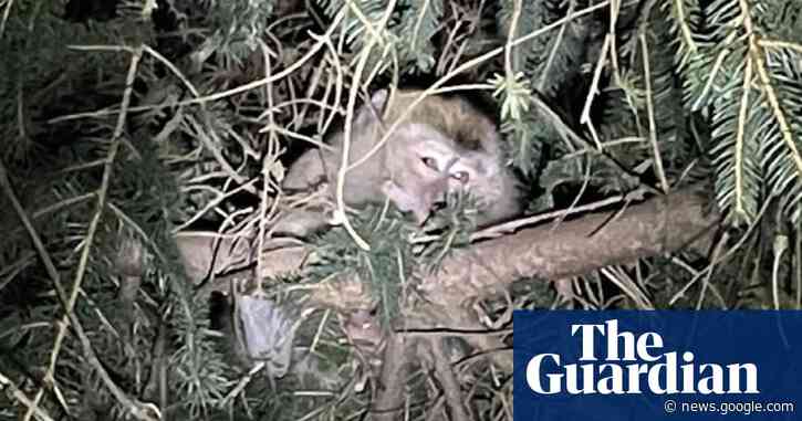 Last of escaped monkeys accounted for and three euthanised after crash in Pennsylvania - The Guardian