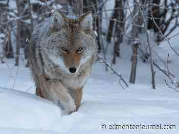 Edmonton research volunteers chucking tennis balls to scare off aggressive urban coyotes