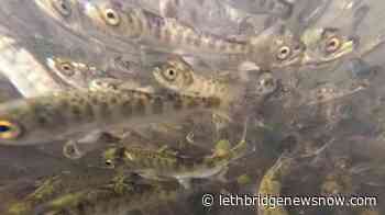 B.C. study links low river flows with lower chinook salmon productivity - Lethbridge News Now