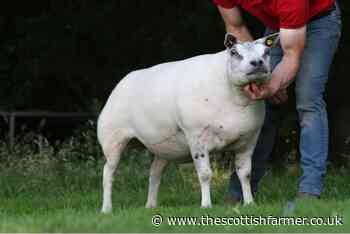 Hackney and Wilodge female sheep gross £510,000 at Carlisle - The Scottish Farmer