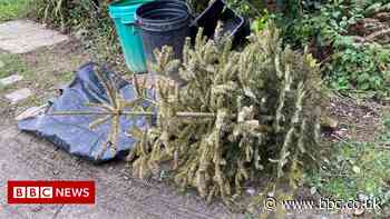 Christmas trees collection delayed in Cornwall - BBC News