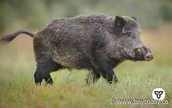 Province phasing out Eurasian wild boar ownership by 2024