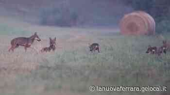Da Anna e Marco alle due cucciolate: i lupi sono tornati nelle Valli di Argenta - La Nuova Ferrara