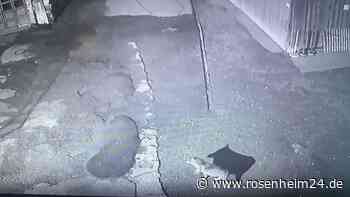 Hirschkuh tot: Wolfsriss in Brannenburg? LfU beschwichtigt, keine Obduktion angeordnet