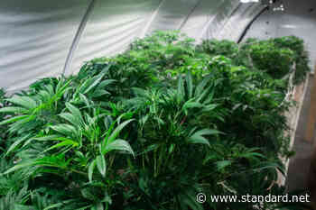 UDOH launches medical cannabis program | News, Sports, Jobs - Standard-Examiner
