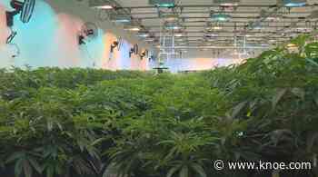 400 lbs. of medical marijuana; Good Day Farm's first harvest available soon - Knoe.com